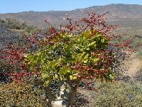 Tylecodon paniculatus, Anenous Pass RSA ©JLcoll.4437.jpg